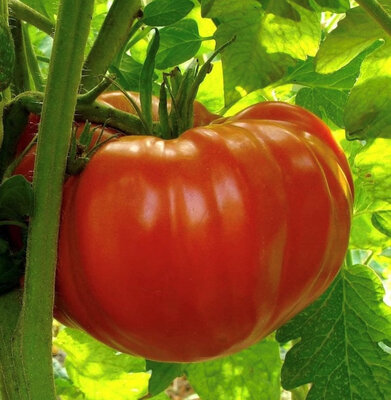 Plant de tomate merveille des marchés