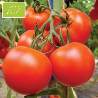 Plant de tomate royale des guineaux