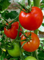Plant de tomate saint pierre