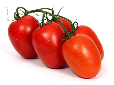 Plant de tomate roma 'grappe'