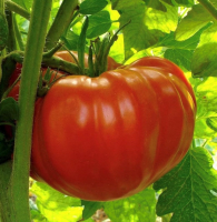 Plant de tomate beefsteak