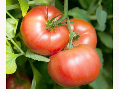 Plant de tomate reine des hatives
