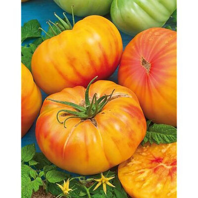Plant de tomate ananas