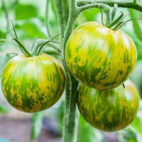 Plant de tomate green zebra