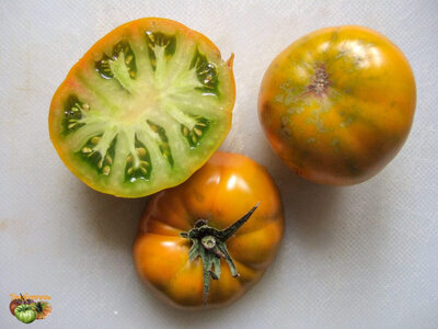Plant de tomate green velvet