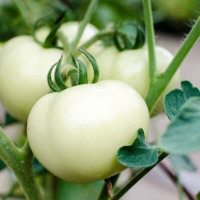 Plant de tomate beauté blanche