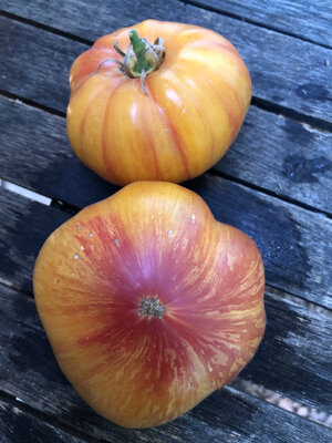 Plant de tomate copia