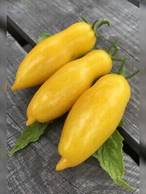 Plant de tomate banana legs