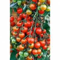Plant de tomate cerise miel du mexique