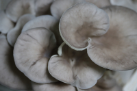 Pleurotes gris frais bio