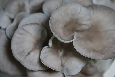 Pleurotes gris frais bio