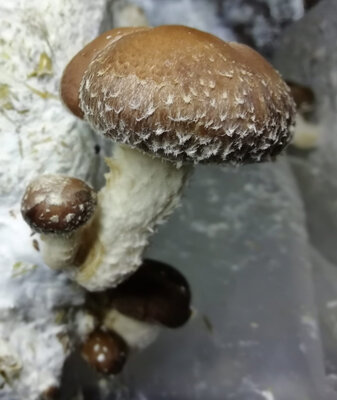 Shiitake frais bio
