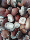 Shiitake frais bio - image 2