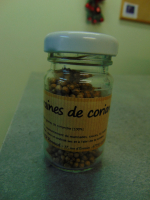 Graines de coriandre