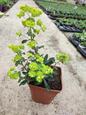 Euphorbe amyglaloides purpurea