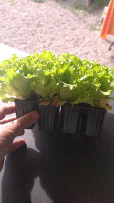 Plant de salade par 12