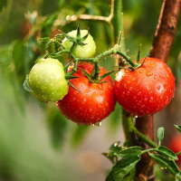 Plant de tomate cerise delice des jardiniers