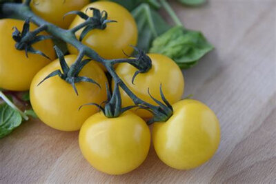 Plant de tomate cerise so gold