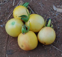 Plant de tomate cerise cherry ghost