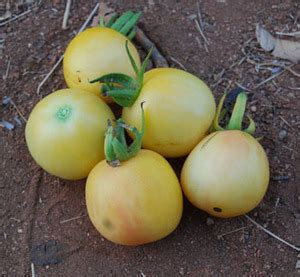 Plant de tomate cerise cherry ghost