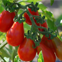 Plant de tomate cerise poire rouge