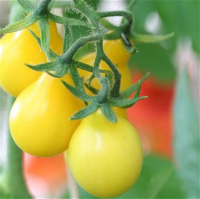 Plant de tomate cerise poire jaune