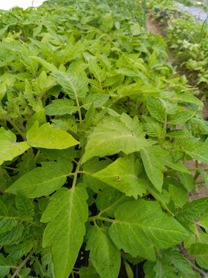 Plants de tomates bio, variétés anciennes