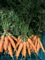 Carottes nouvelles fanes