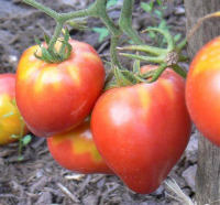 Plant de tomate coeur de boeuf