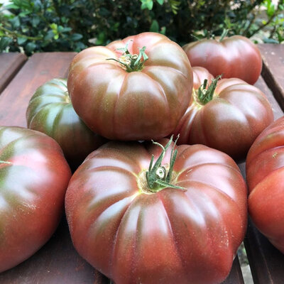 Plant de tomate noir de crimée