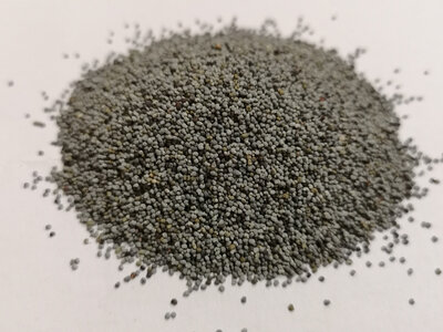 Pavot bleu grains