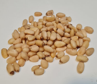 Pignons de pins