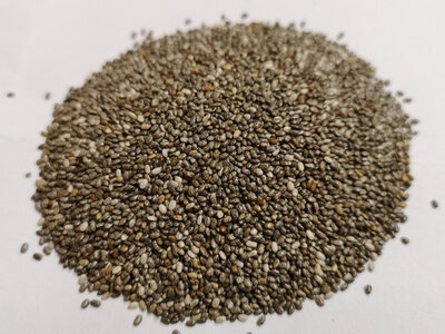Chia graines