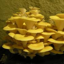 Pleurote jaune frais