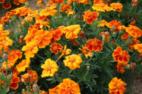 Plant fleur tagète patula nain