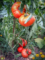 Plant tomate portuguaise