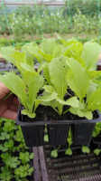Plant de chou chinois x12