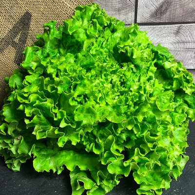 Salade batavia