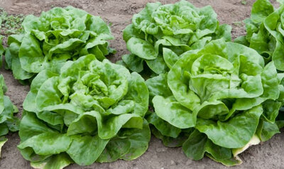 Salade laitue verte