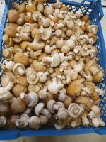 Tricholome saint georges