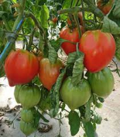 A planter : tomate coeur de boeuf
