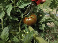 A planter : tomate noire de crimée