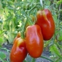 A planter : tomate andine cornue