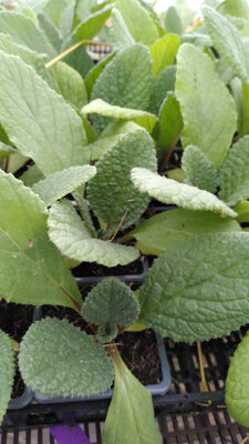 Plant de bourrache