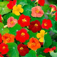 Plant de capucine naine