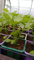 Plant de céleri branche x12