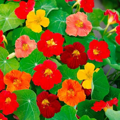 Plant de capucine grimpante