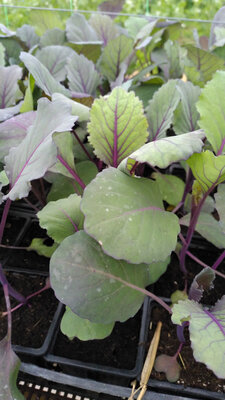 Plant de chou rouge