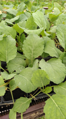 Plant de chou de milan