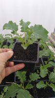 Plant de chou kale